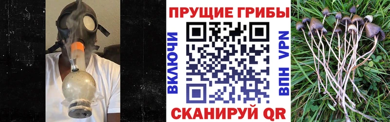 Псилоцибиновые грибы MAGIC MUSHROOMS Купить где Городовиковск